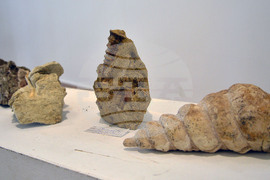 Исперих - палеонтоложко изложение