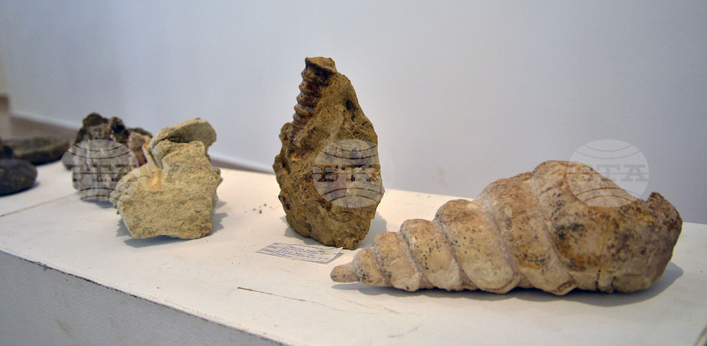 Исперих - палеонтоложко изложение