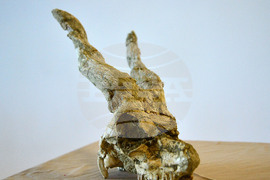 Исперих - палеонтоложко изложение