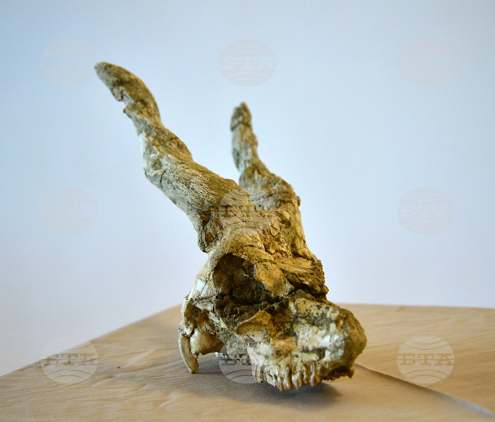 Исперих - палеонтоложко изложение