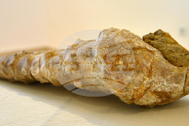 Исперих - палеонтоложко изложение