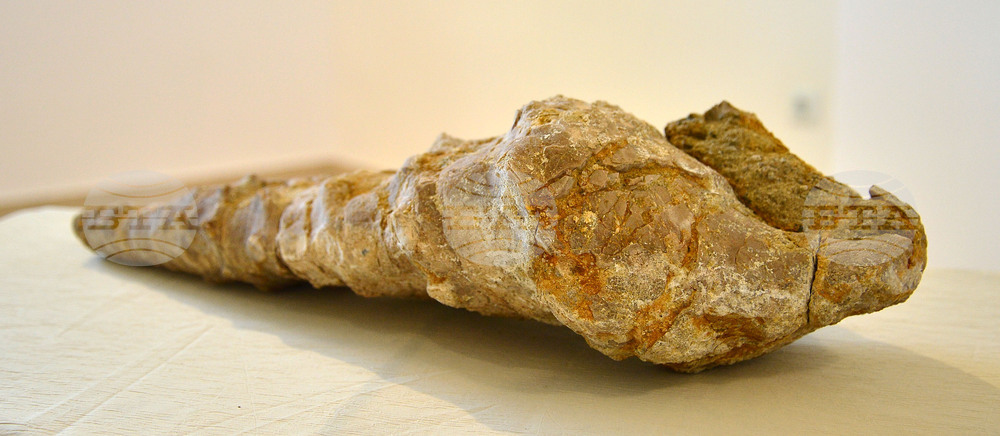 Исперих - палеонтоложко изложение