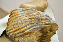 Исперих - палеонтоложко изложение