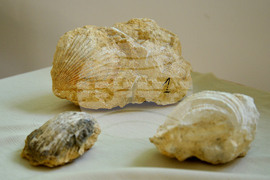 Исперих - палеонтоложко изложение