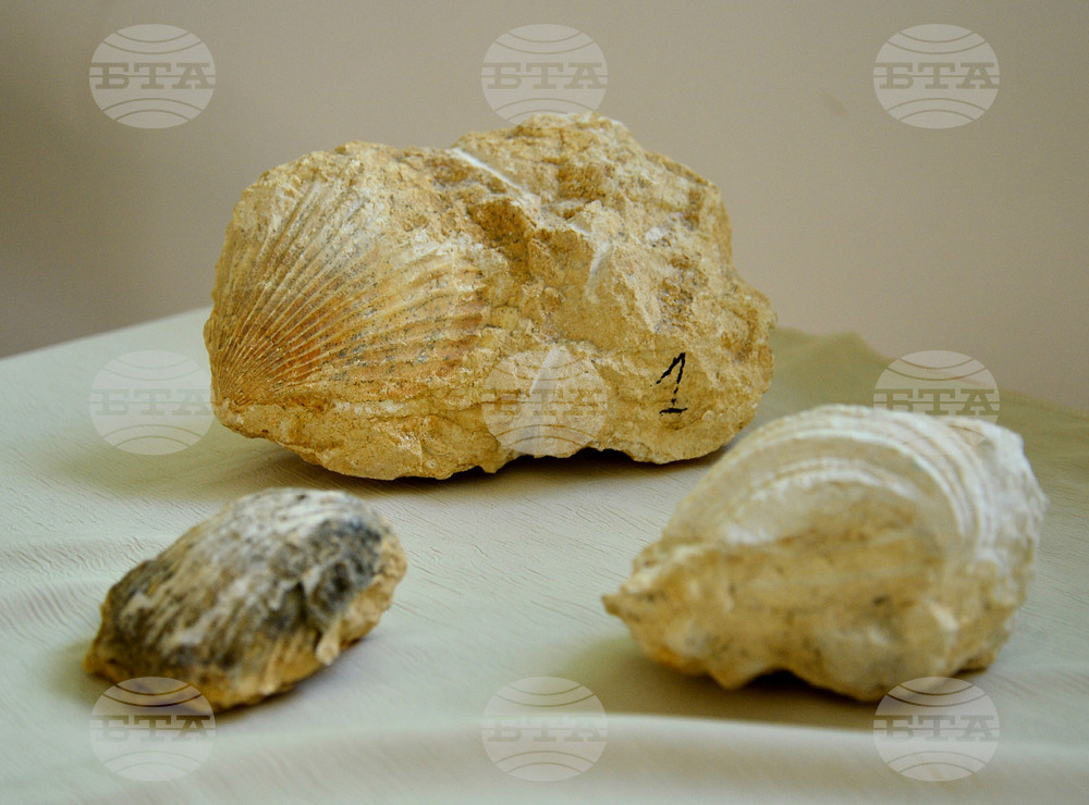 Исперих - палеонтоложко изложение