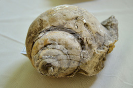 Исперих - палеонтоложко изложение