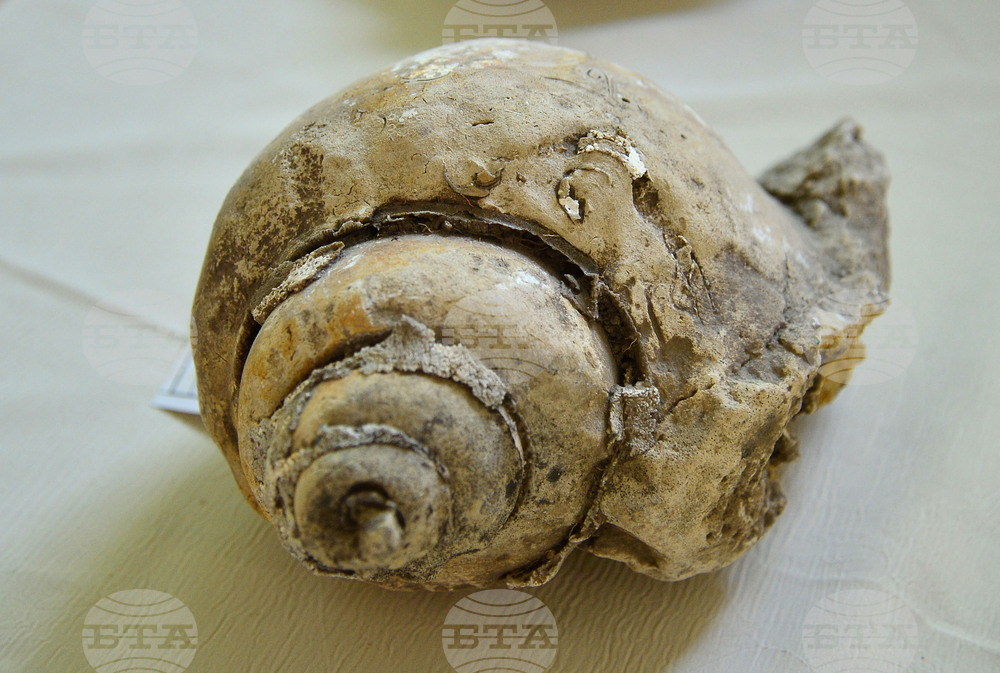 Исперих - палеонтоложко изложение