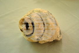 Исперих - палеонтоложко изложение