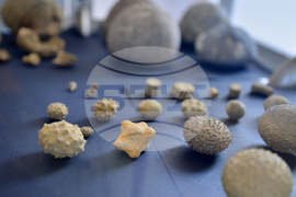 Исперих - палеонтоложко изложение