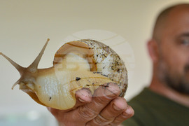 Исперих - палеонтоложко изложение