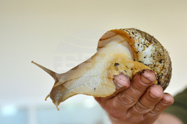 Исперих - палеонтоложко изложение