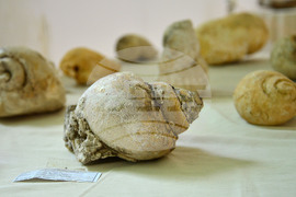 Исперих - палеонтоложко изложение