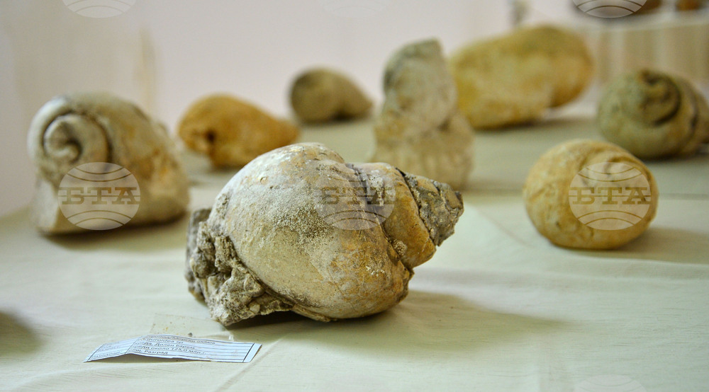 Исперих - палеонтоложко изложение