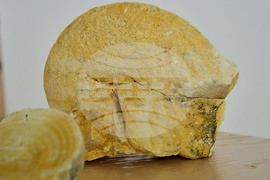 Исперих - палеонтоложко изложение