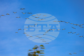 Бургас - пеликани - полет