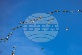 Бургас - пеликани - полет