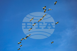 Бургас - пеликани - полет