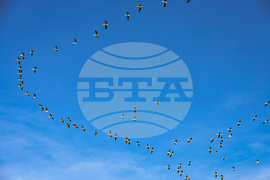 Бургас - пеликани - полет