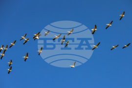 Бургас - пеликани - полет