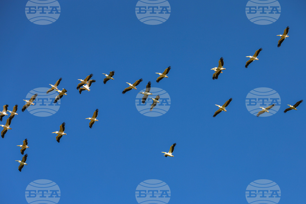 Birdwatchers in 13 Countries Unite for Data Collection Challenge in May