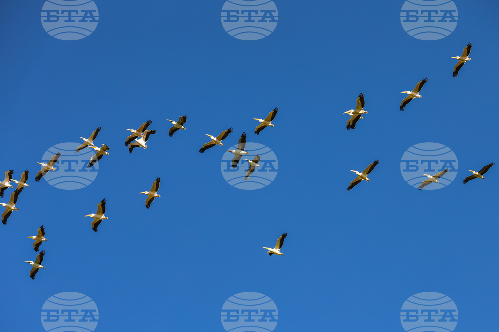 Бургас - пеликани - полет