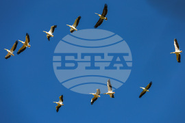 Бургас - пеликани - полет