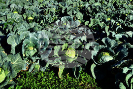 Село Малък Поровец - зеленчукова градина - зеле