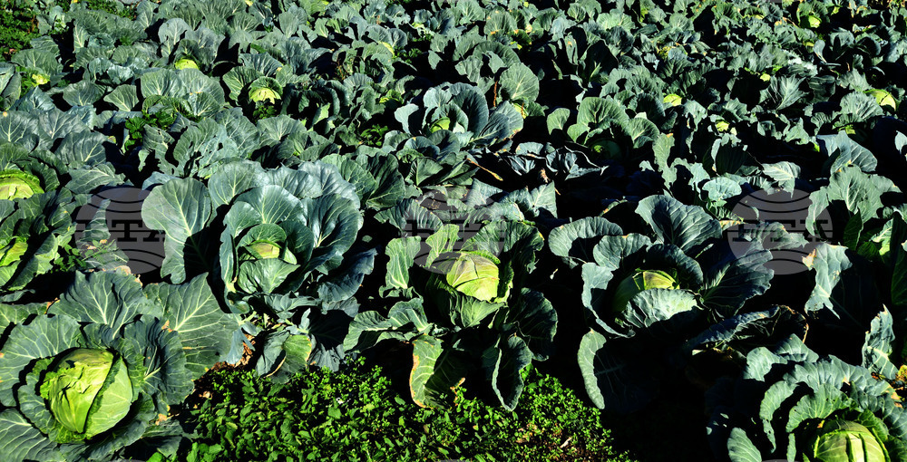 Село Малък Поровец - зеленчукова градина - зеле