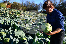 Село Малък Поровец - зеленчукова градина - зеле