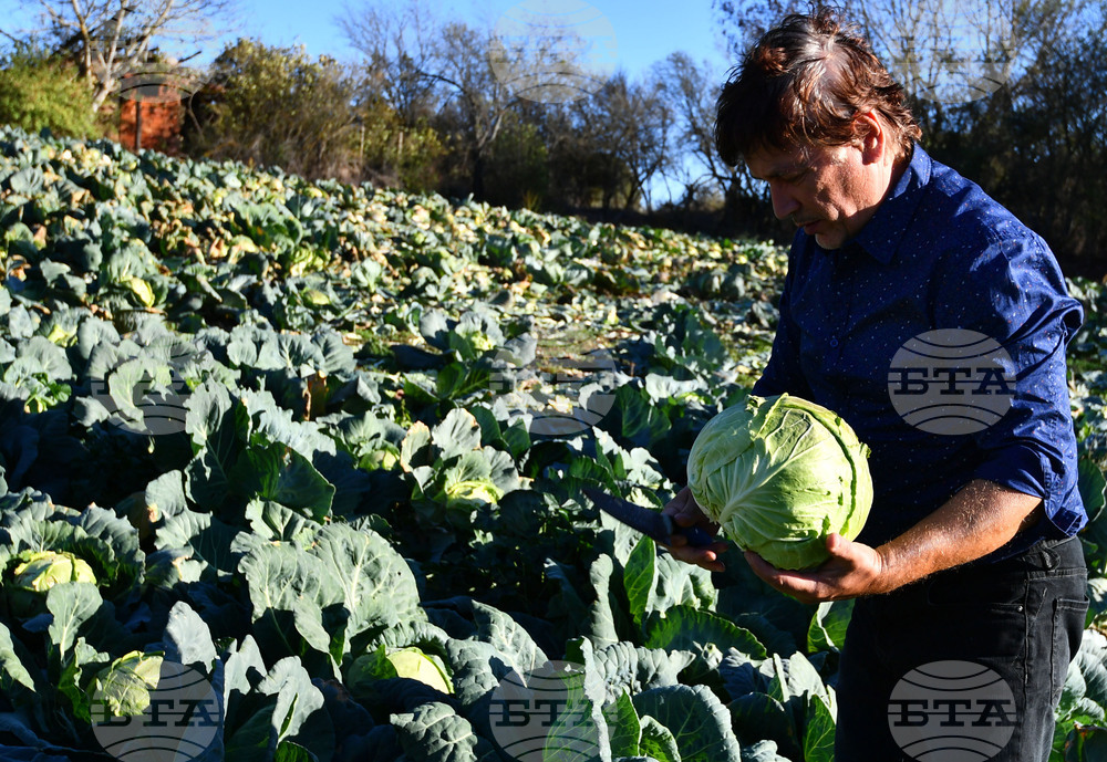 Село Малък Поровец - зеленчукова градина - зеле