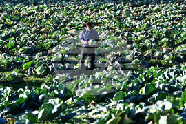 Село Малък Поровец - зеленчукова градина - зеле