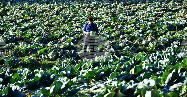 Село Малък Поровец - зеленчукова градина - зеле