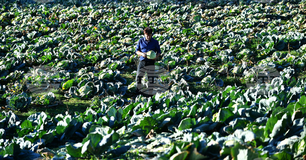 Село Малък Поровец - зеленчукова градина - зеле