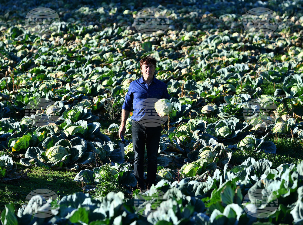 Село Малък Поровец - зеленчукова градина - зеле