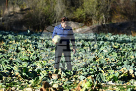 Село Малък Поровец - зеленчукова градина - зеле