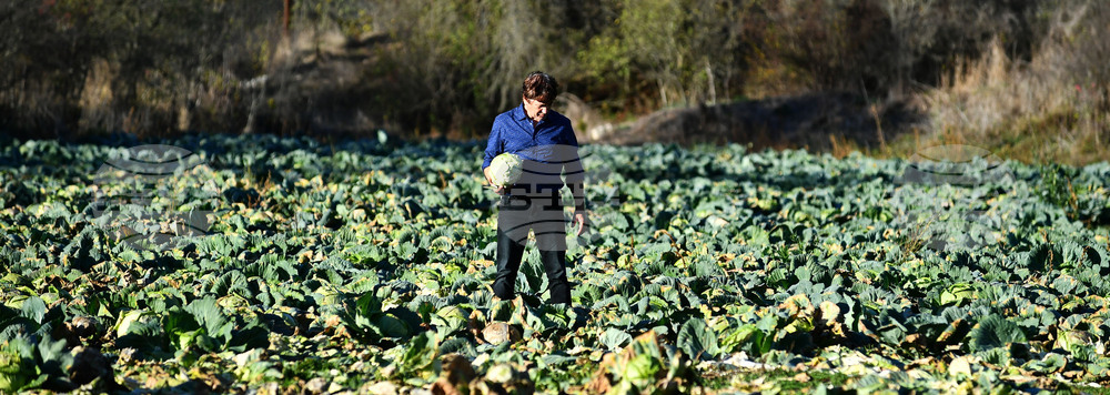 Село Малък Поровец - зеленчукова градина - зеле