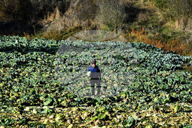 Село Малък Поровец - зеленчукова градина - зеле