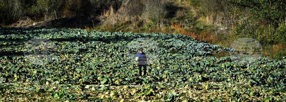 Село Малък Поровец - зеленчукова градина - зеле