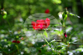 Село Тодорово - диви божури