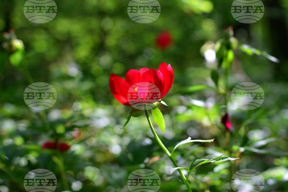 Село Тодорово - диви божури