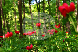 Село Тодорово - диви божури