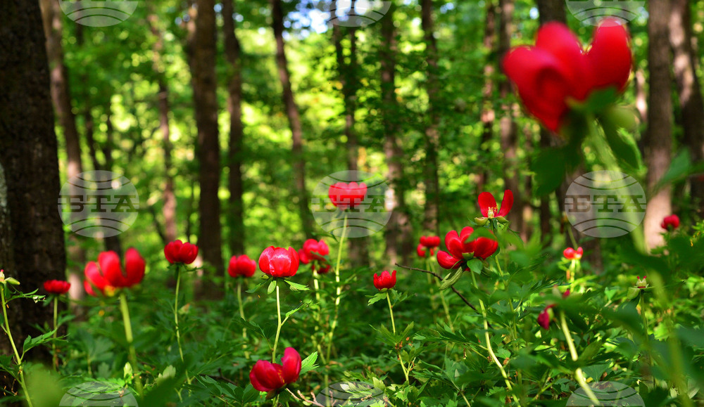 Село Тодорово - диви божури