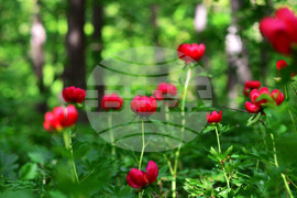 Село Тодорово - диви божури