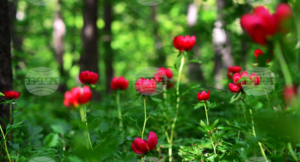 Село Тодорово - диви божури