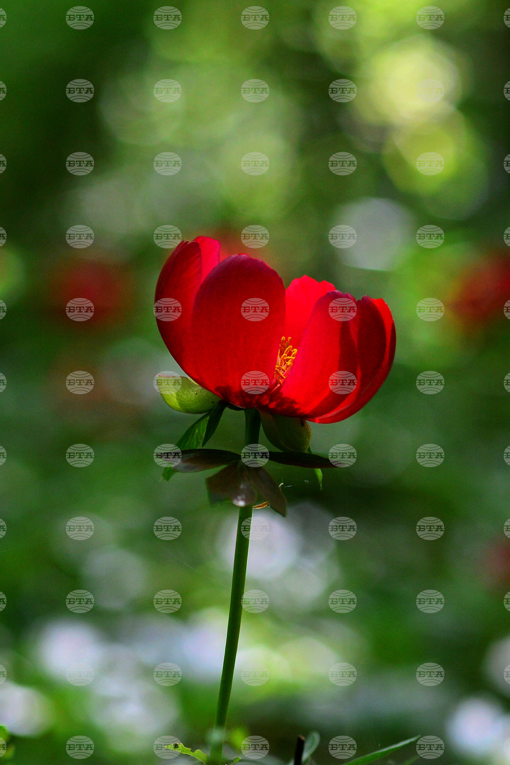 Село Тодорово - диви божури