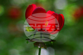 Село Тодорово - диви божури