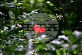 Село Тодорово - диви божури