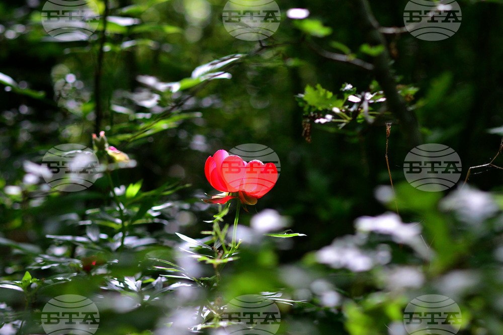 Село Тодорово - диви божури