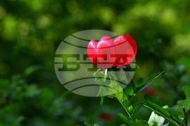 Село Тодорово - диви божури