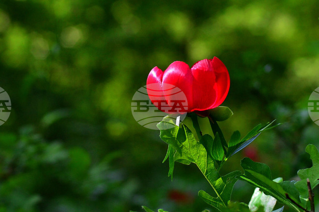 Румъния отбелязва деня на своето национално цвете - божура 